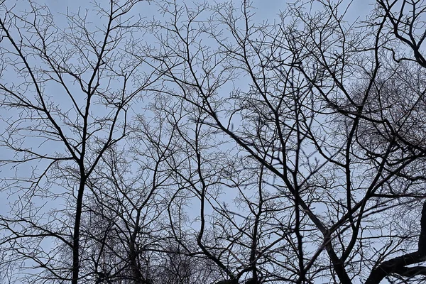 Blick Auf Zweige Ohne Blätter Hintergrund Abstrakt Stress Traurigkeit — Stockfoto