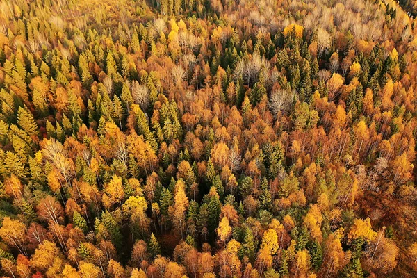 秋の森の風景ドローンからの眺め10月の公園から見た空中写真 — ストック写真