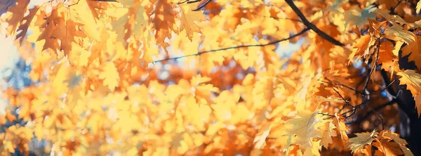 Mehrfarbige Blätter Zweige Hintergrund Abstrakte Verschwommene Tapetenansicht — Stockfoto