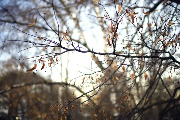 Blick Auf Zweige Ohne Blätter Hintergrund Abstrakt Stress Traurigkeit — Stockfoto