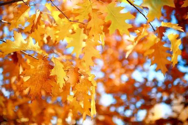 紅葉のコンセプト背景秋抽象的な10月 — ストック写真
