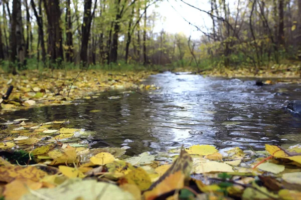 Размытый Абстрактный Осенний Фон Вид Осеннего Листопада — стоковое фото