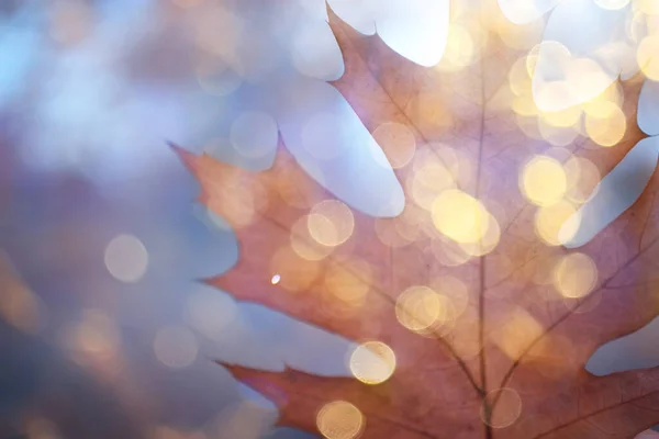 枫叶概念背景秋天 抽象十月 — 图库照片
