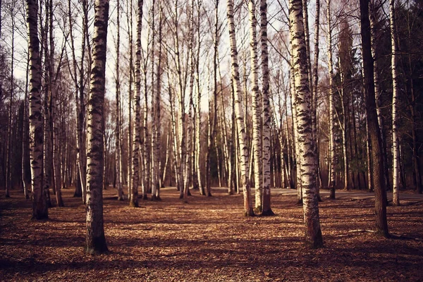 Outono Dourado Paisagem Florestal Vista Mista Floresta Taiga Natureza Outubro — Fotografia de Stock