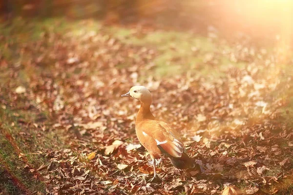 Anatra Nel Parco Autunnale Vista Del Solo Relax Astratto — Foto Stock