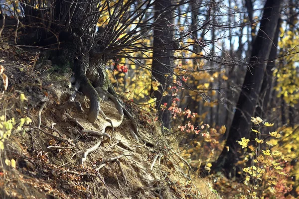 Осенний Парк Фоне Городского Пейзажа Абстрактный Осенний Вид — стоковое фото