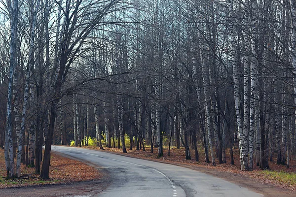 Őszi Évszak Táj Parkban Kilátás Sárga Fák Sikátor Háttér — Stock Fotó