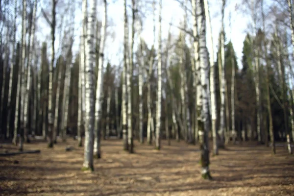 Sonbahar Mevsimi Parktaki Manzara Sarı Ağaçların Arka Planı — Stok fotoğraf