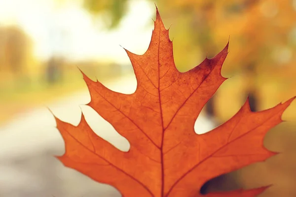 Maple Leaf Concept Background Autumn Abstract October — Stock Photo, Image