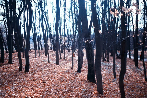 Autunno Dorato Paesaggio Forestale Vista Foresta Mista Taiga Natura Nel — Foto Stock