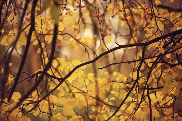 Blurred Abstract Autumn Weather Background View Autumn Leaf Fall — Stock Photo, Image