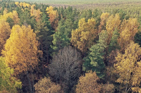 Sonbahar Orman Manzarası Insansız Hava Aracının Görüntüsü Ekim Parkında Yukarıdan — Stok fotoğraf