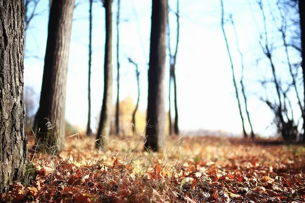 Outono Temporada Paisagem Parque Vista Das Árvores Amarelas Beco Fundo — Fotografia de Stock