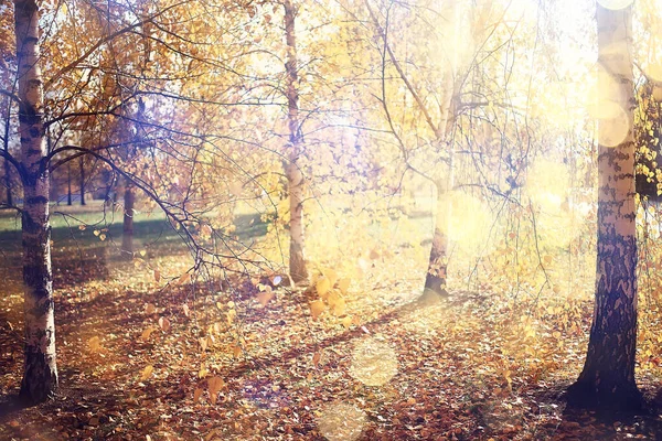 Otoño Estación Paisaje Parque Vista Los Árboles Amarillos Callejón Fondo — Foto de Stock