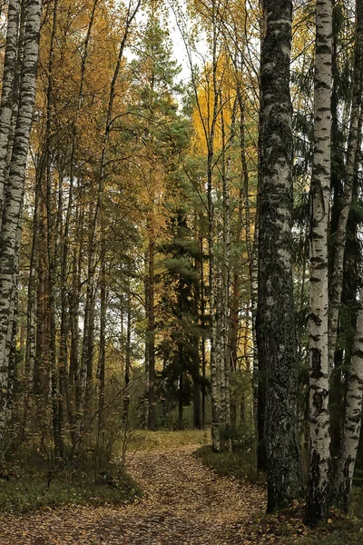 Золотий Осінній Лісовий Пейзаж Змішаний Вид Ліс Тайга Природа Жовтні — стокове фото