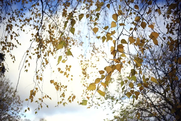 Blurred Leaves Background Bokeh Park Landscape Autumn View October — Stock Photo, Image