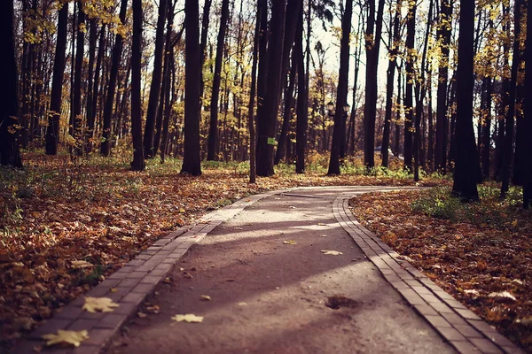 公園の秋の風景黄色の木々の路地裏の風景 — ストック写真