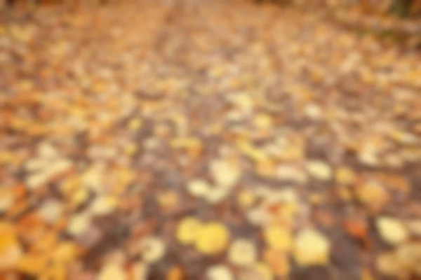 ぼやけた葉の背景ボケ公園の風景秋の景色10月 — ストック写真