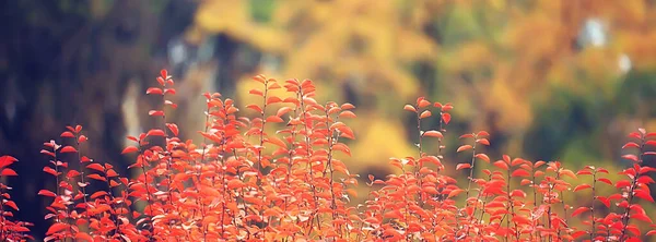 Πολύχρωμα Φύλλα Φόντο Κλαδιά Αφηρημένη Θολή Προβολή Ταπετσαρίας — Φωτογραφία Αρχείου