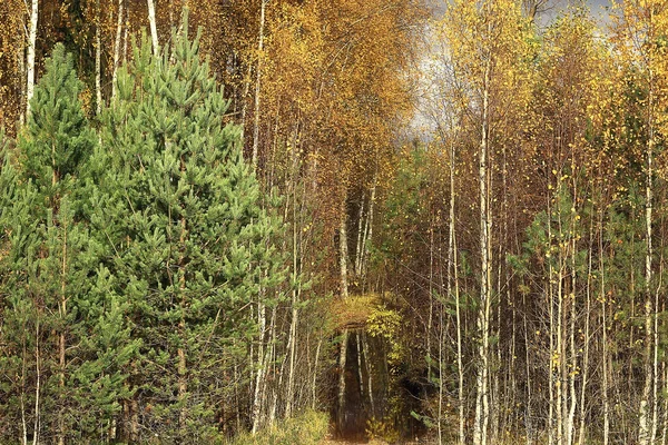 golden autumn forest landscape, mixed forest view, taiga, nature in october