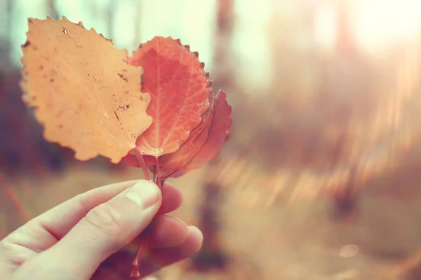 Esdoorn Blad Concept Achtergrond Herfst Abstract Oktober — Stockfoto