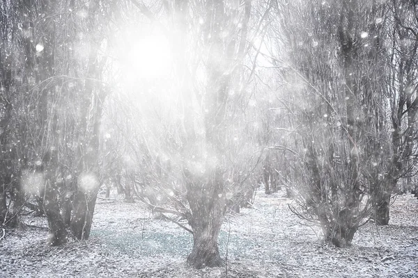 První Sníh Parku Abstraktní Pohled Nový Rok — Stock fotografie