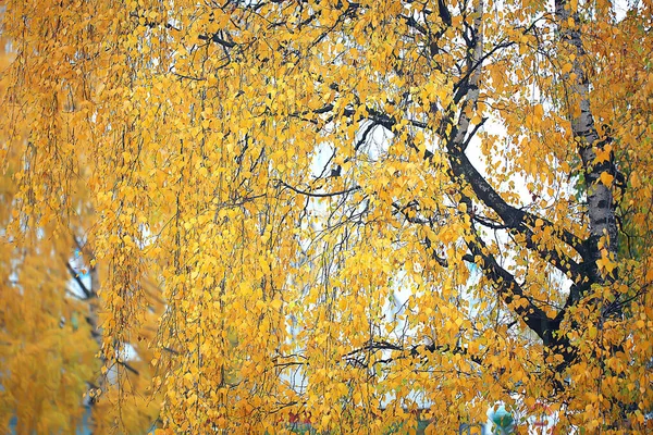 Разноцветные Ветви Листьев Фона Абстрактный Размытый Вид Обоев — стоковое фото