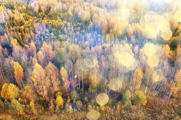 Outono Paisagem Florestal Vista Drone Fotografia Aérea Vista Cima Outubro — Fotografia de Stock