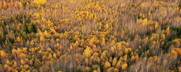 Höst Skog Landskap Från Drönare Flygfoto Sett Ovanifrån Oktober Park — Stockfoto