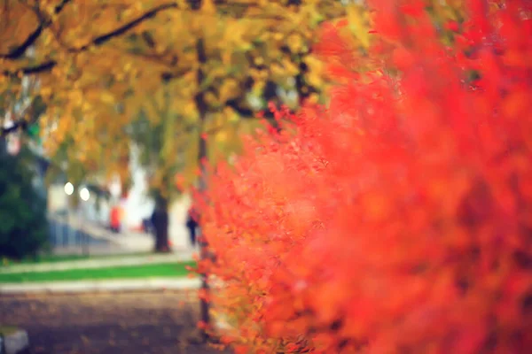 Feuilles Multicolores Branches Fond Abstrait Flou Vue Papier Peint — Photo