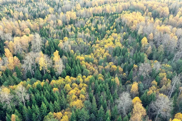 Őszi Erdő Táj Kilátás Egy Drón Légi Felvétel Felülről Októberi — Stock Fotó