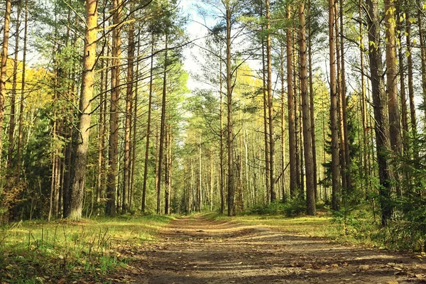 Gouden Herfst Bos Landschap Gemengd Bos Uitzicht Taiga Natuur Oktober — Stockfoto