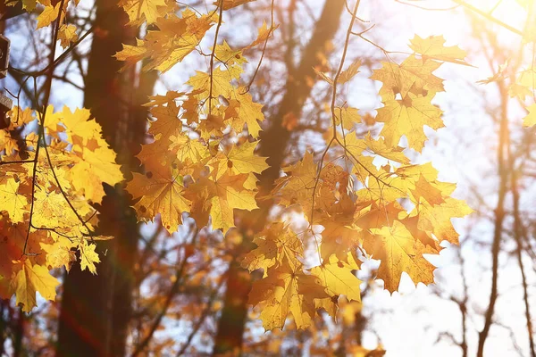 Acero Foglia Concetto Fondo Autunno Astratto Ottobre — Foto Stock