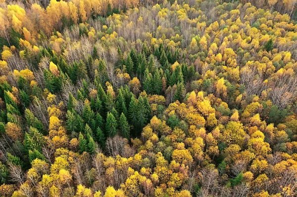 秋の森の風景ドローンからの眺め10月の公園から見た空中写真 — ストック写真