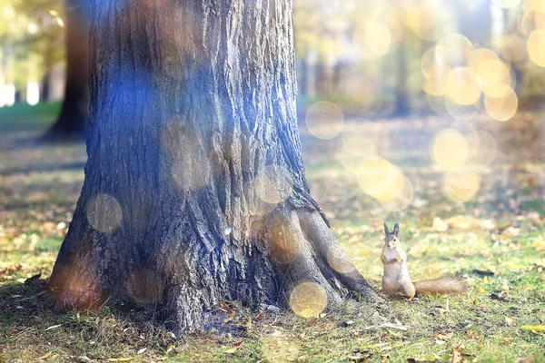 秋の森のリス野生動物の肖像画 — ストック写真