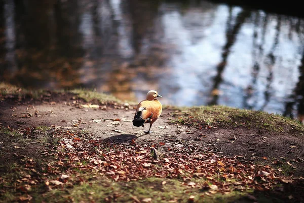 Kacsa Őszi Parkban Kilátás Elvont Pihenésre Egyedül — Stock Fotó