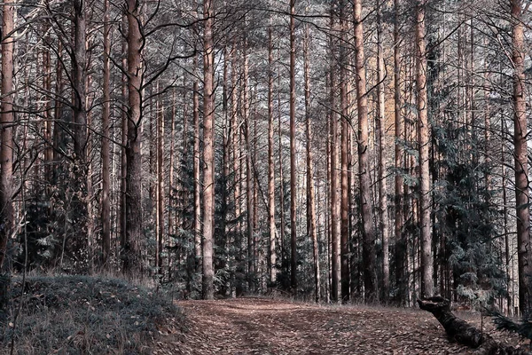 Autunno Dorato Paesaggio Forestale Vista Foresta Mista Taiga Natura Nel — Foto Stock