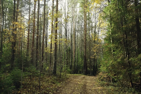 Automne Doré Paysage Forestier Vue Sur Forêt Mixte Taïga Nature — Photo