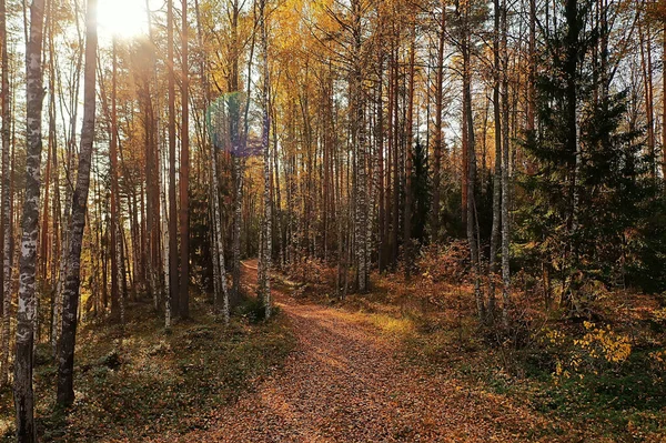 Осенний Вид Дорогу Осенний Пейзаж Беспилотником — стоковое фото