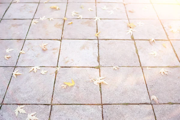 추상적 낙엽의 — 스톡 사진