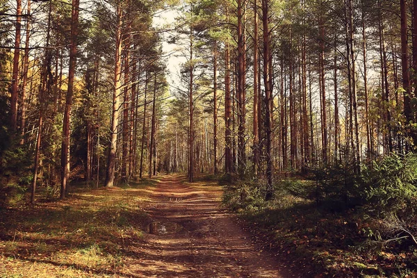 Gouden Herfst Bos Landschap Gemengd Bos Uitzicht Taiga Natuur Oktober — Stockfoto