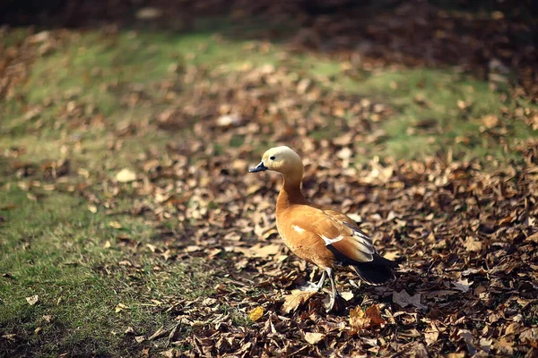 Ente Herbstpark Blick Allein Auf Abstrakte Entspannung — Stockfoto