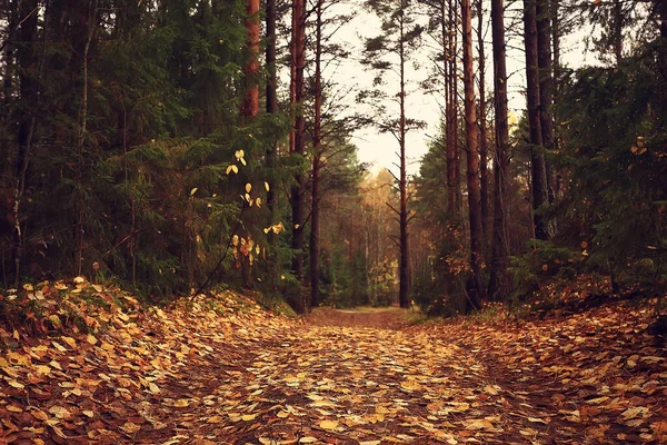 10月の黄金の秋の森林景観と混交林景タイガ自然 — ストック写真