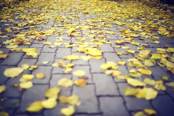 抽象的な秋の天気の背景秋の紅葉の景色 — ストック写真