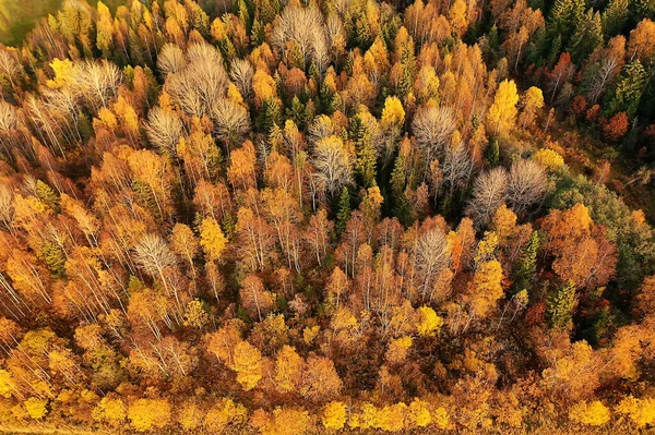 Outono Paisagem Florestal Vista Drone Fotografia Aérea Vista Cima Outubro — Fotografia de Stock