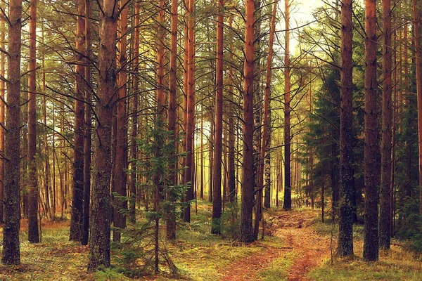 Gouden Herfst Bos Landschap Gemengd Bos Uitzicht Taiga Natuur Oktober — Stockfoto