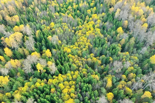 Herbstliche Waldlandschaft Blick Von Einer Drohne Luftaufnahmen Von Oben Oktober — Stockfoto