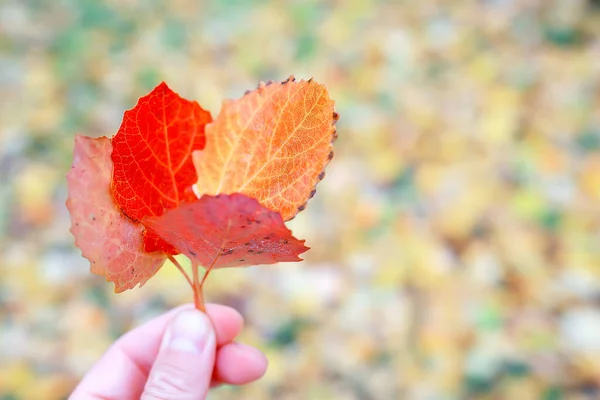 Blurred Leaves Background Bokeh Park Landscape Autumn View October — Stock Photo, Image