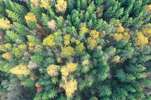 Осенний Лесной Пейзаж Вид Беспилотника Аэрофотосъемка Сверху Октябрьском Парке — стоковое фото