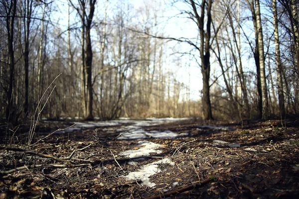 Jesienny Park Tle Miasta Krajobraz Abstrakcyjny Widok Jesieni — Zdjęcie stockowe